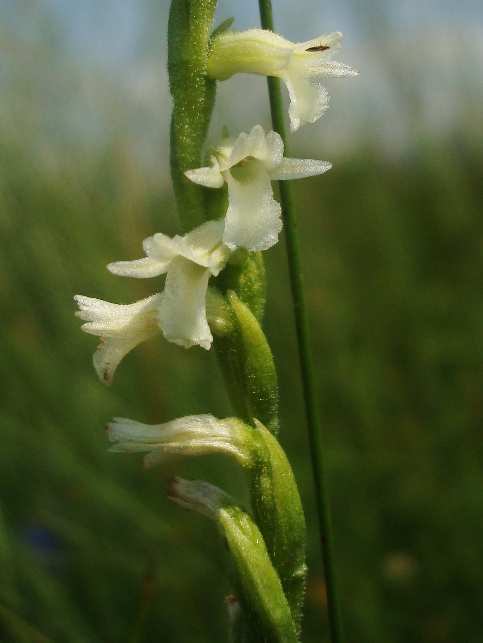 Spiranthes aestivalis